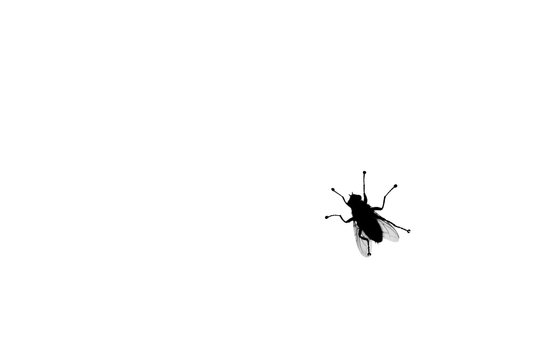 fly